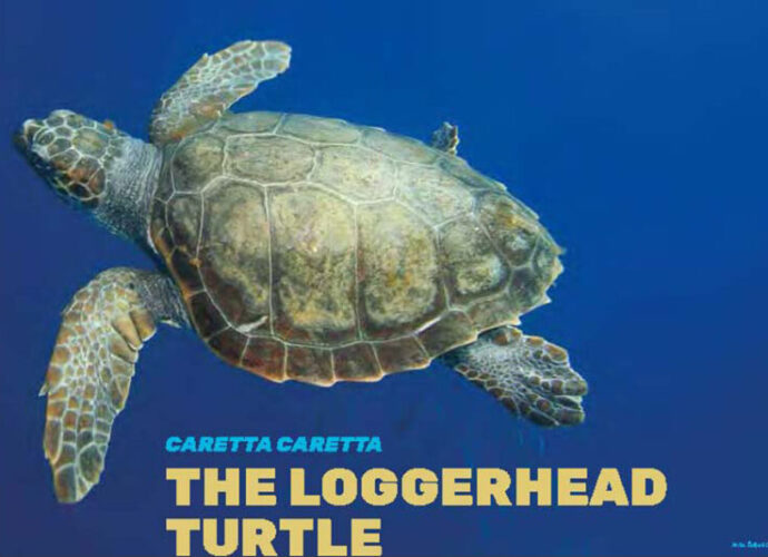 ceb1cf81cf87ceadcebbcf89cebd cebfcebbcebfcebacebbceaecf81cf89cf83ceb7 cf84cebfcf85 ceadcf81ceb3cebfcf85 life euroturtles